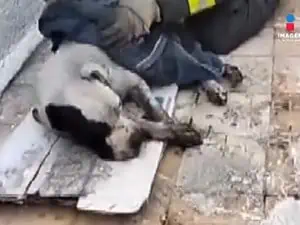 Héroe bombero le devuelve la vida a perrita de la raza pitbull “Luna”