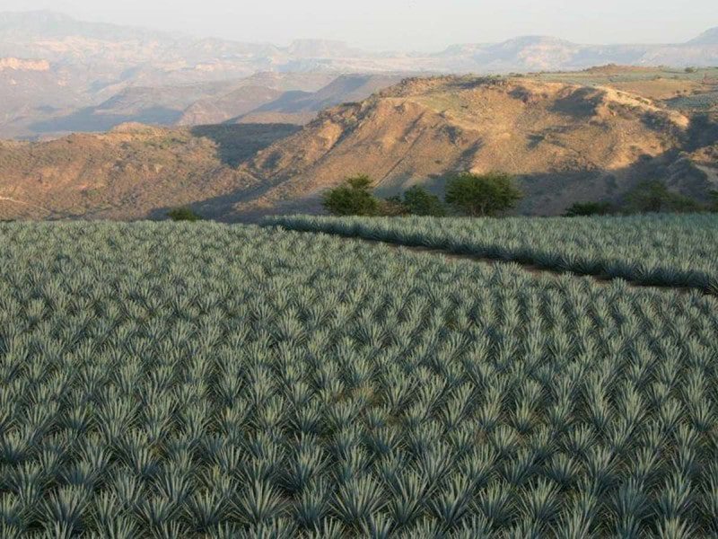 Agroindustria preocupada por el ecosistema; trabaja en la producción de tequila 100% amigable con el medio ambiente