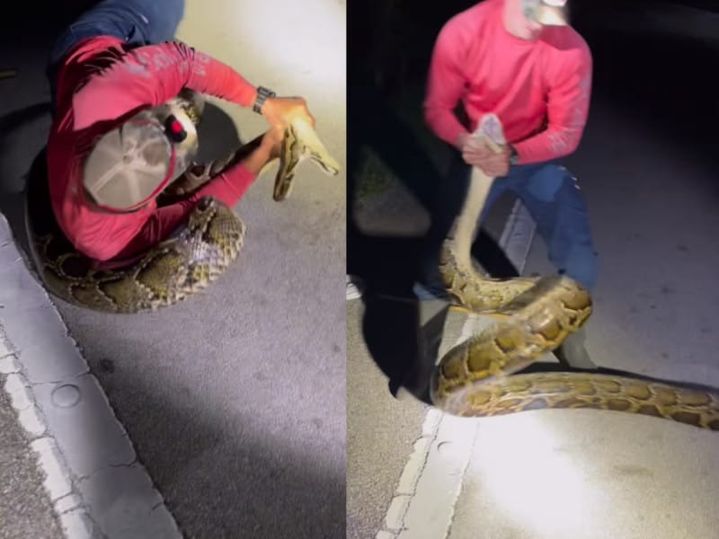 Hombre vence a una enorme serpiente; la atrapa con sus propias manos