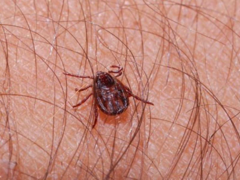 Tras ser mordida por una garrapata, pierde la vida niña de dos años en Coahuila