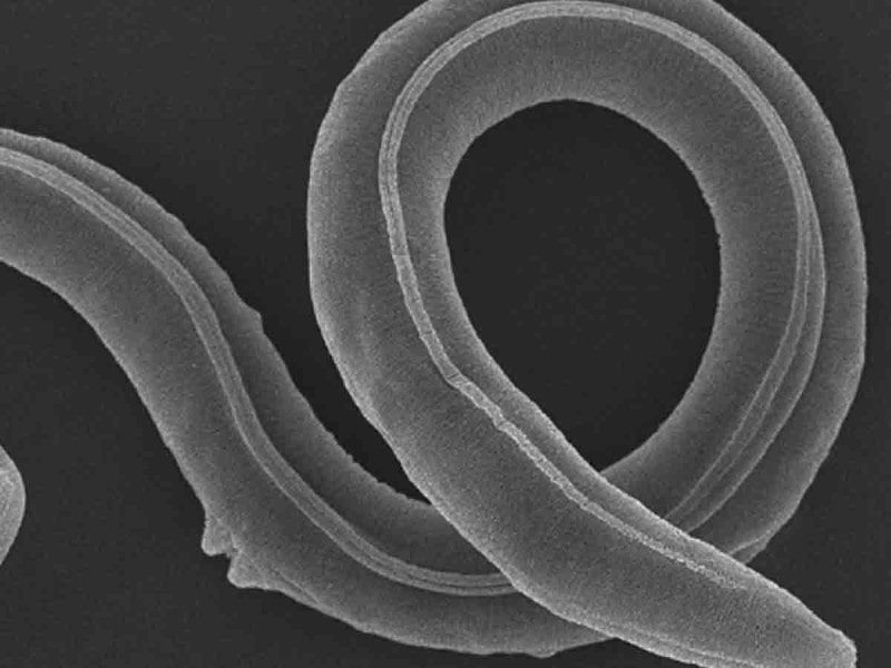 Tras permanecer congelado por 46 mil años, gusano de la Edad de Hielo revive