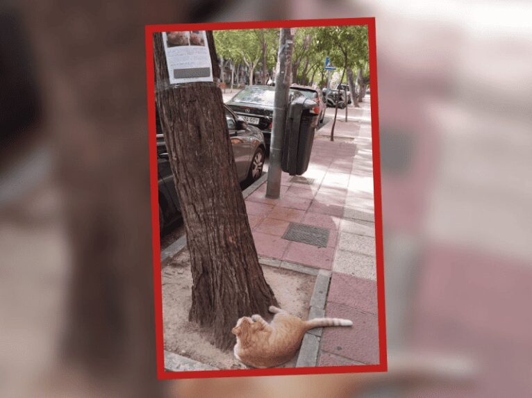 ¡Andaba de parranda! Encuentran a 'michi' perdido mirando su cartel de “Se busca”