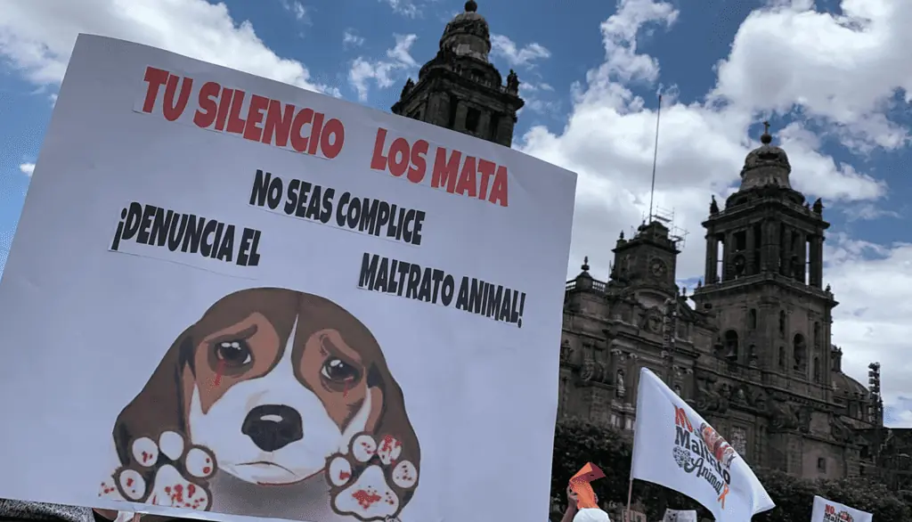 En México se conmemorará el trato humano y justo a los animales