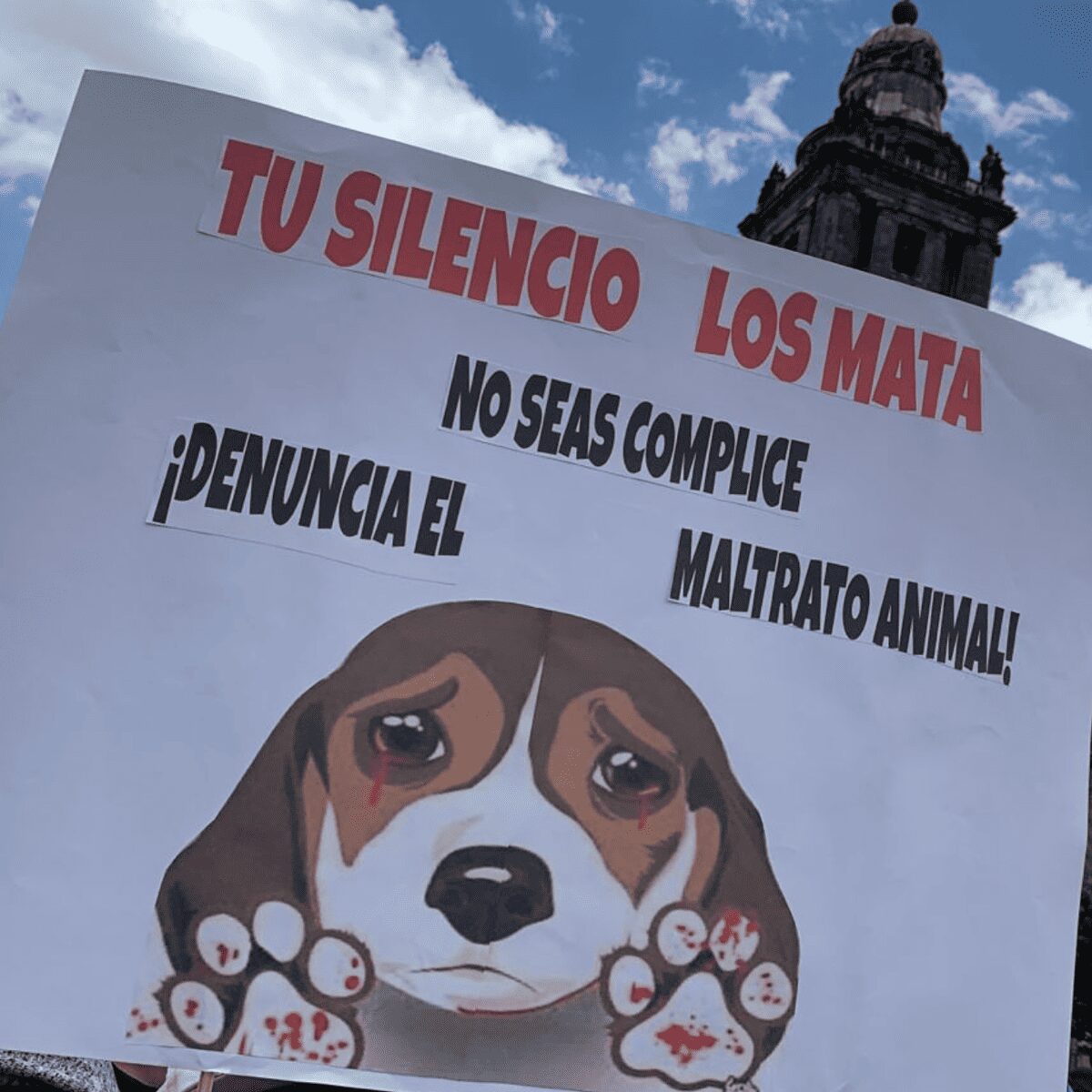En México se conmemorará el trato humano y justo a los animales