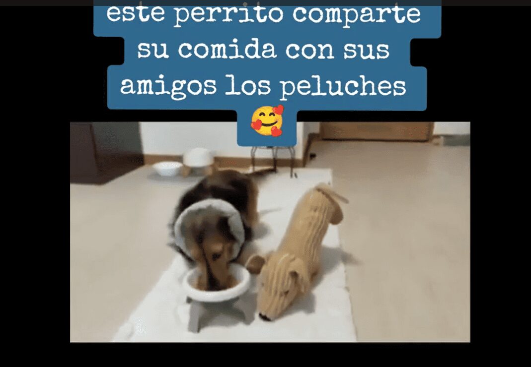Un perrito comparte la comida con sus amigos de peluche