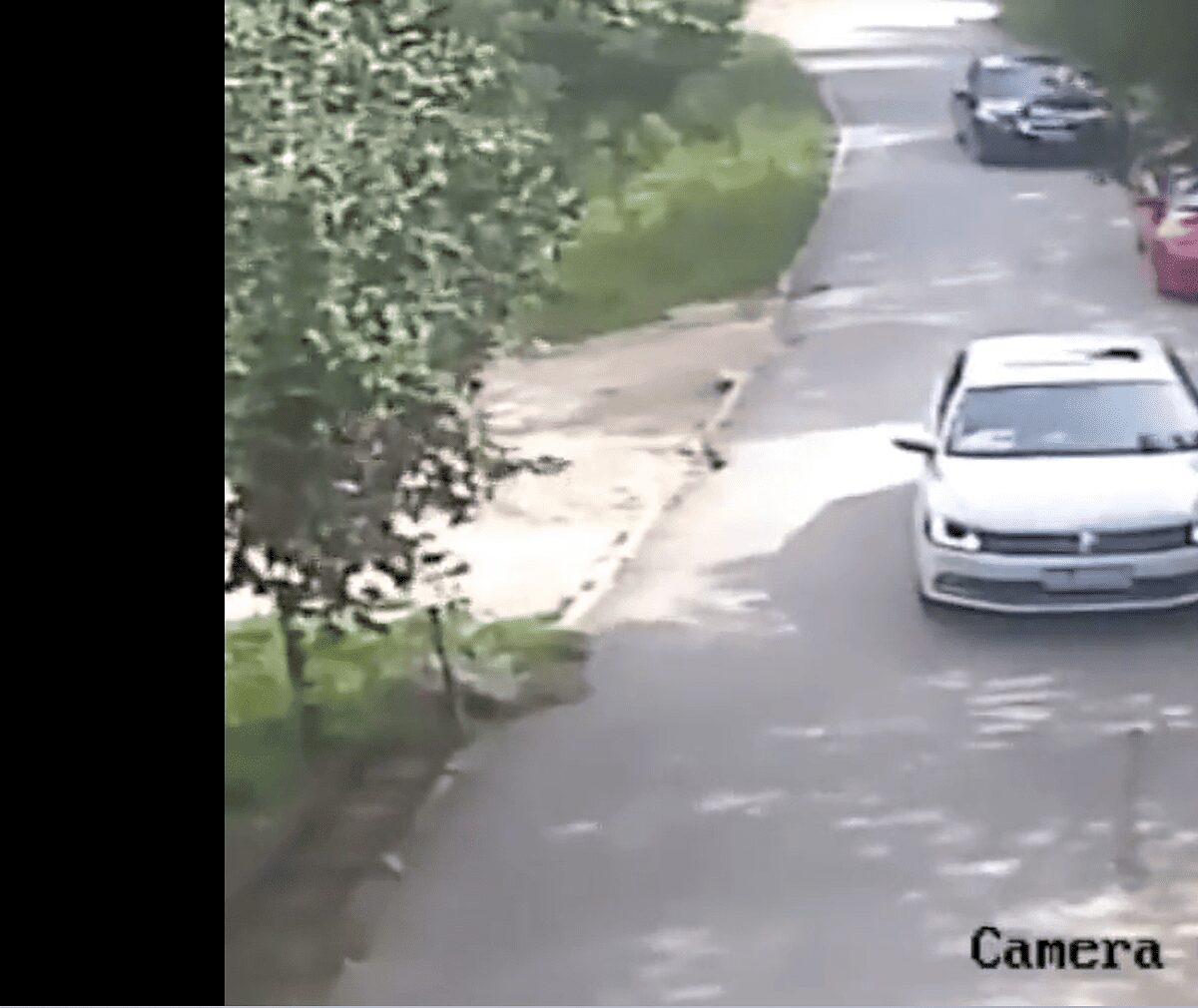 Un tigre ataca a una mujer que se bajó del auto en un safari