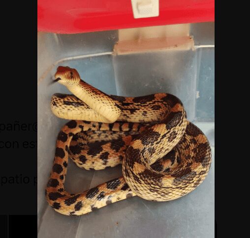 ¡Encuentran otra culebra sorda mexicana en Tlalpan!