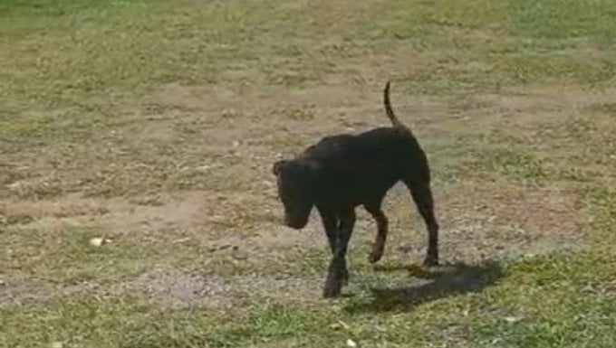 Niño de 12 años viola a dos perritas en Puebla