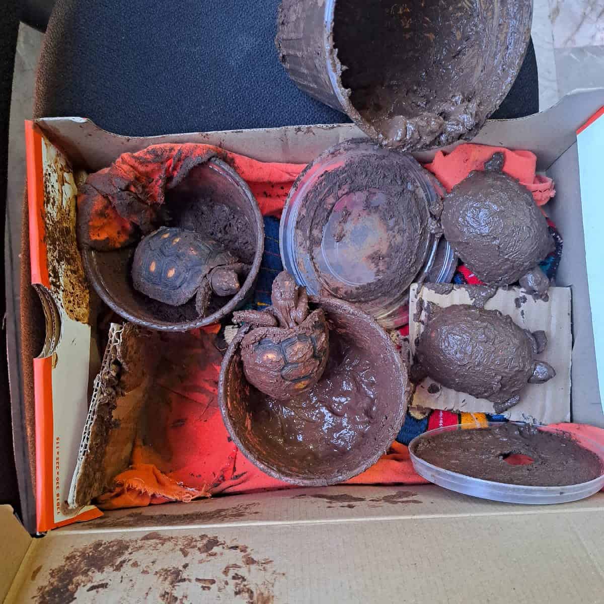 Escondidas en lodo, tortugas fueron rescatadas de ser enviadas por paquetería