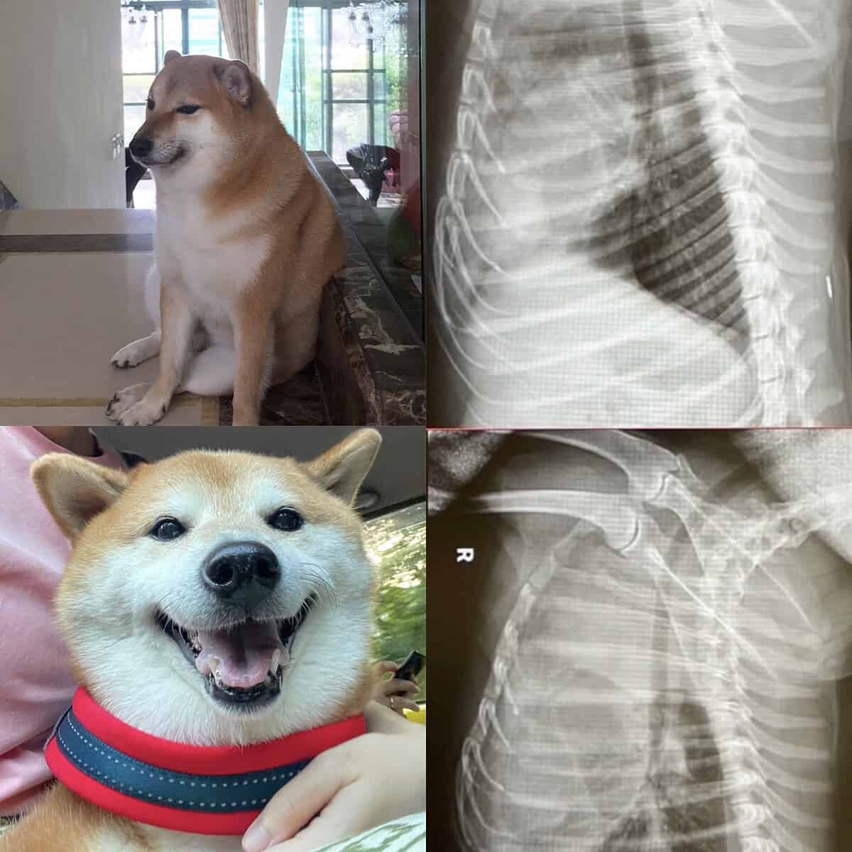 Perrito Cheems, famoso por memes, empeora tras ser diagnosticado con cáncer