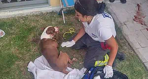 ¡Más maltrato animal! En Puebla avientan a un perro desde el cuarto piso