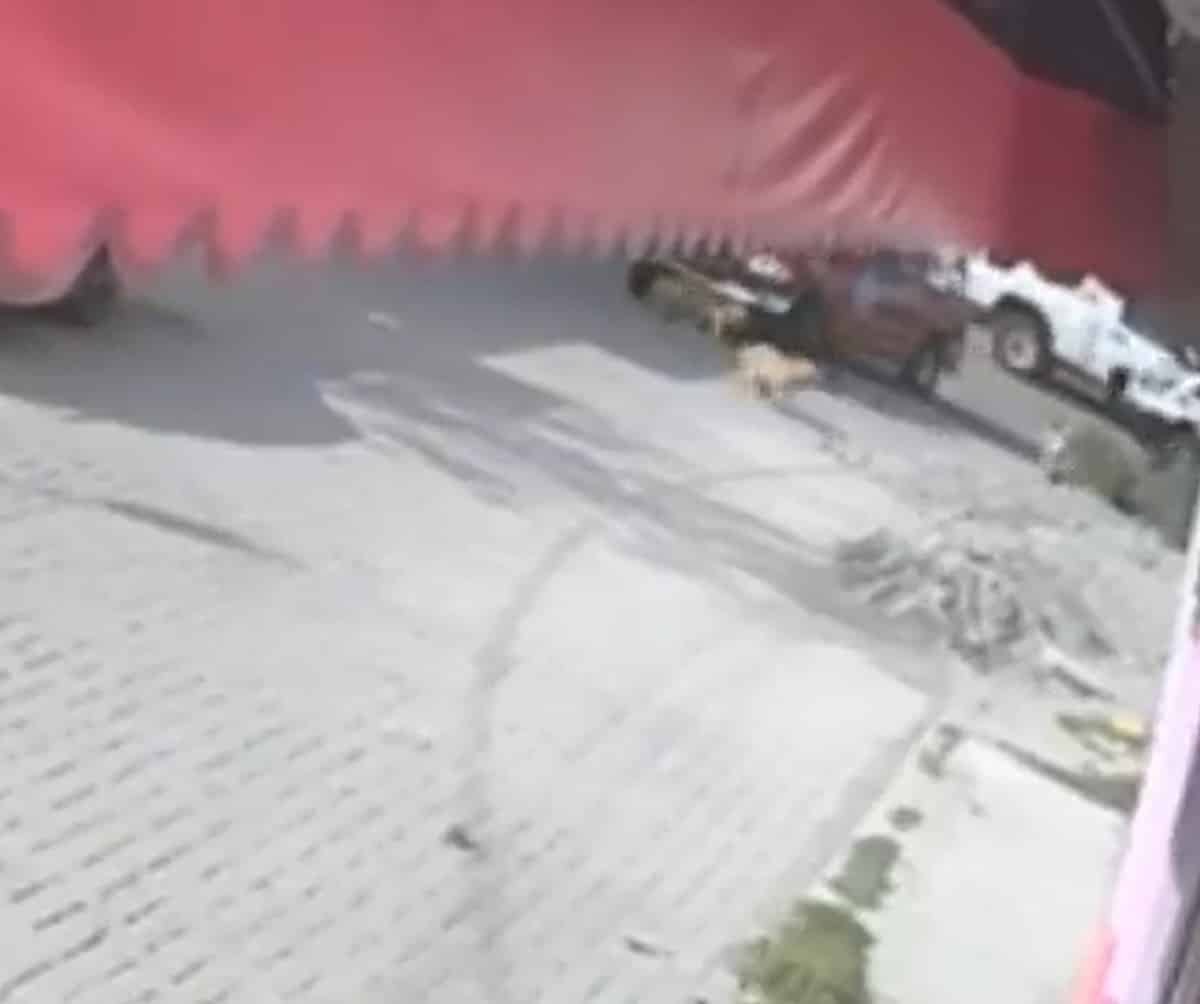 ¡Sin piedad! Varios lomitos de Tultepec son atropellados por camioneta de Protección Civil del municipio
