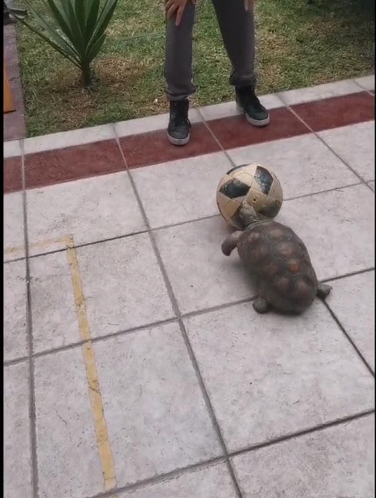 Tortuga jugadora de futbol