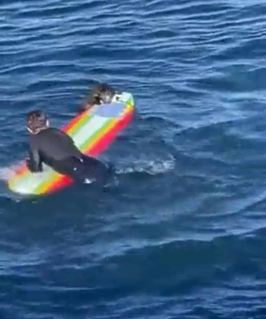 Nutria roba tablas de surf a la orilla del mar