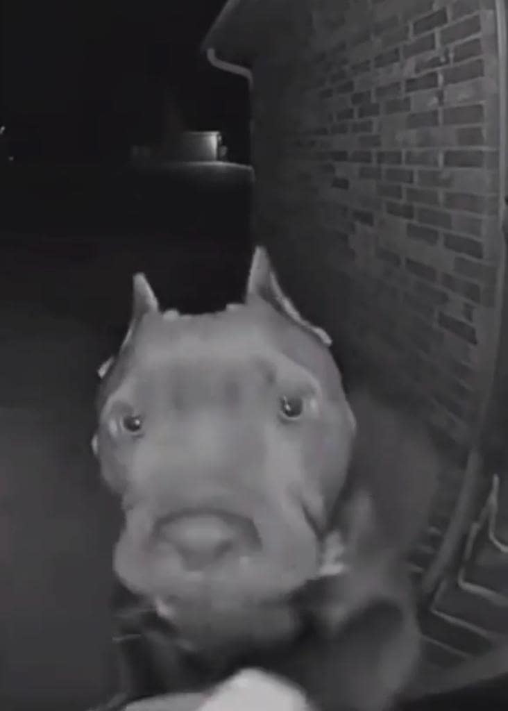 Perrito toca timbre del vecino para dormir en su casa