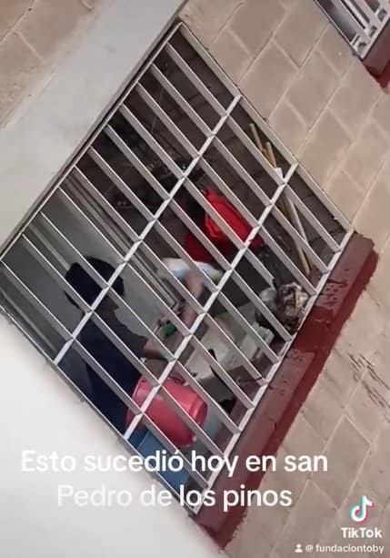 Rescatan a gatito que era brutalmente golpeado por adolescente en San Pedro de Los Pinos