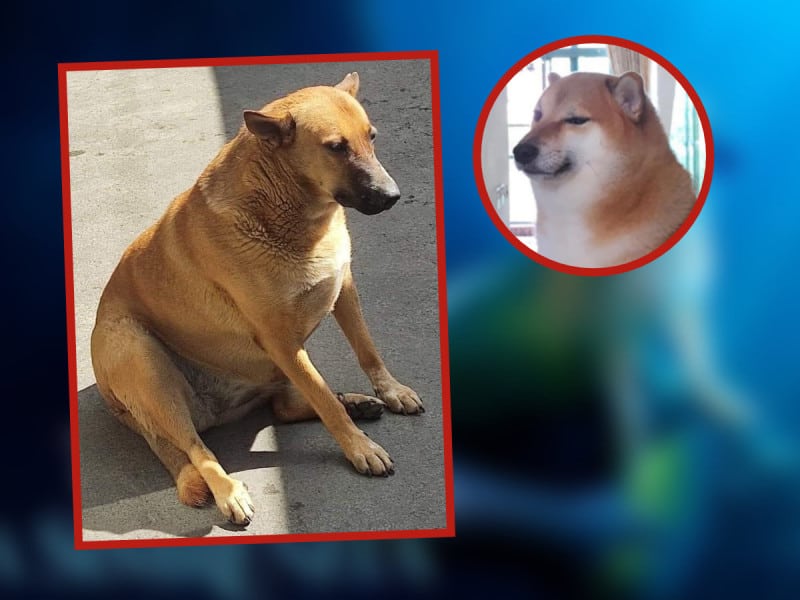 ¡Nuevo meme que nos da amsiedad! Encuentran al Cheems Mexicano