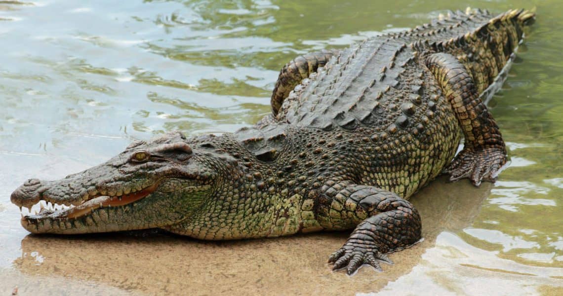 Cocodrilo arrebata la vida a costarricense en un río