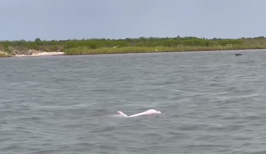 ¡Sorprendente! Delfines rosados son grabados en video por un pescador en río de Luisiana