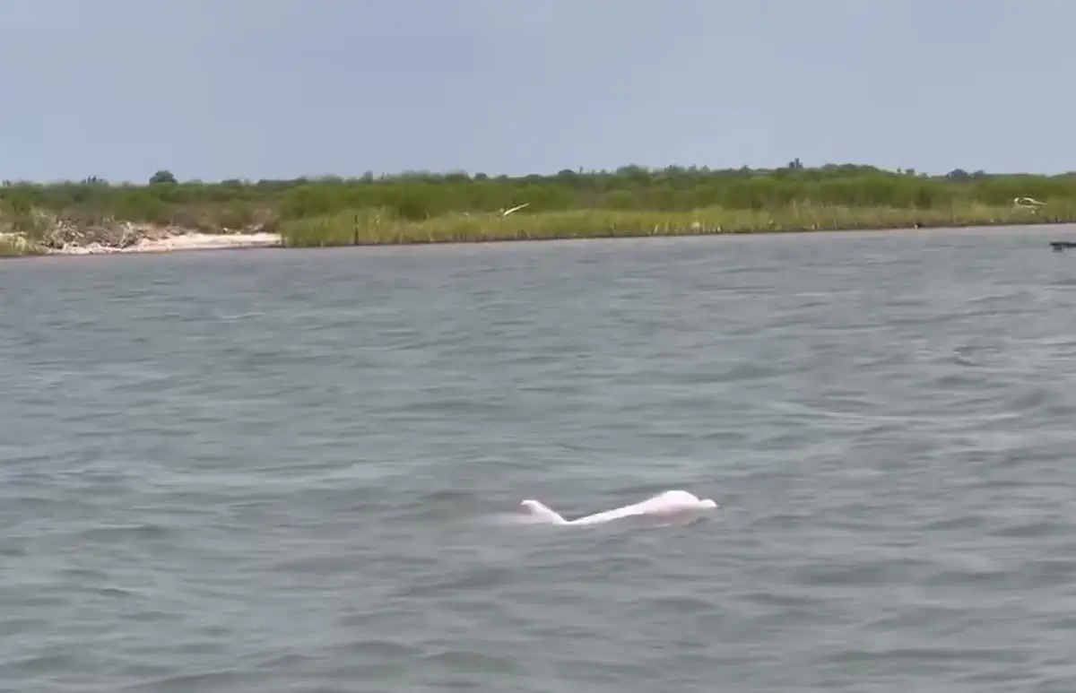 ¡Sorprendente! Delfines rosados son grabados en video por un pescador en río de Luisiana