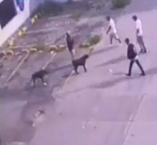 Perrito Zeus muere al defender a su dueño de asaltantes en la CDMX