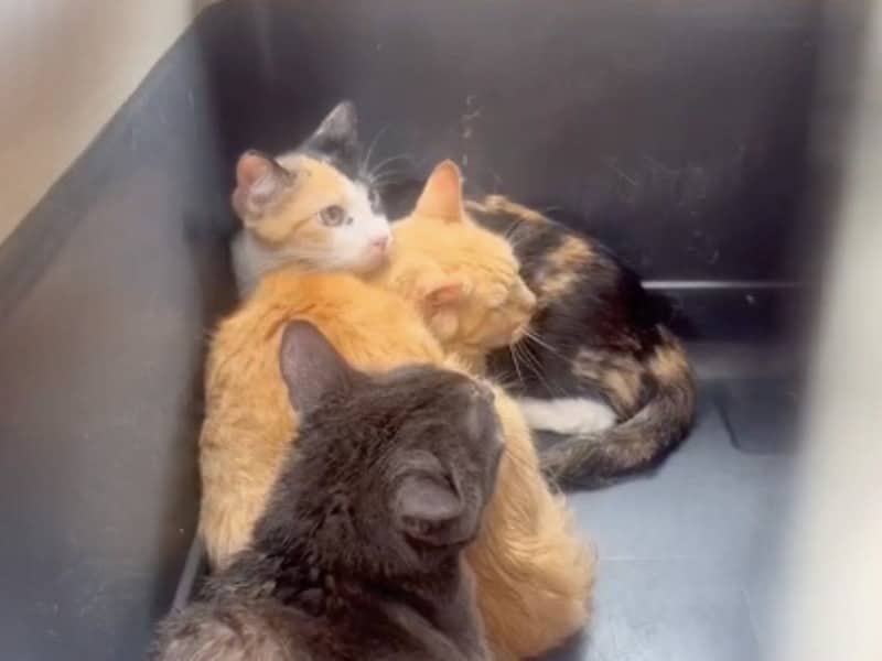 En la CDMX rescatan a varios gatos de un departamento abandonado