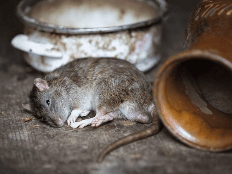 Plaga de ratas en NY obliga a negocios  a tomar medidas especiales