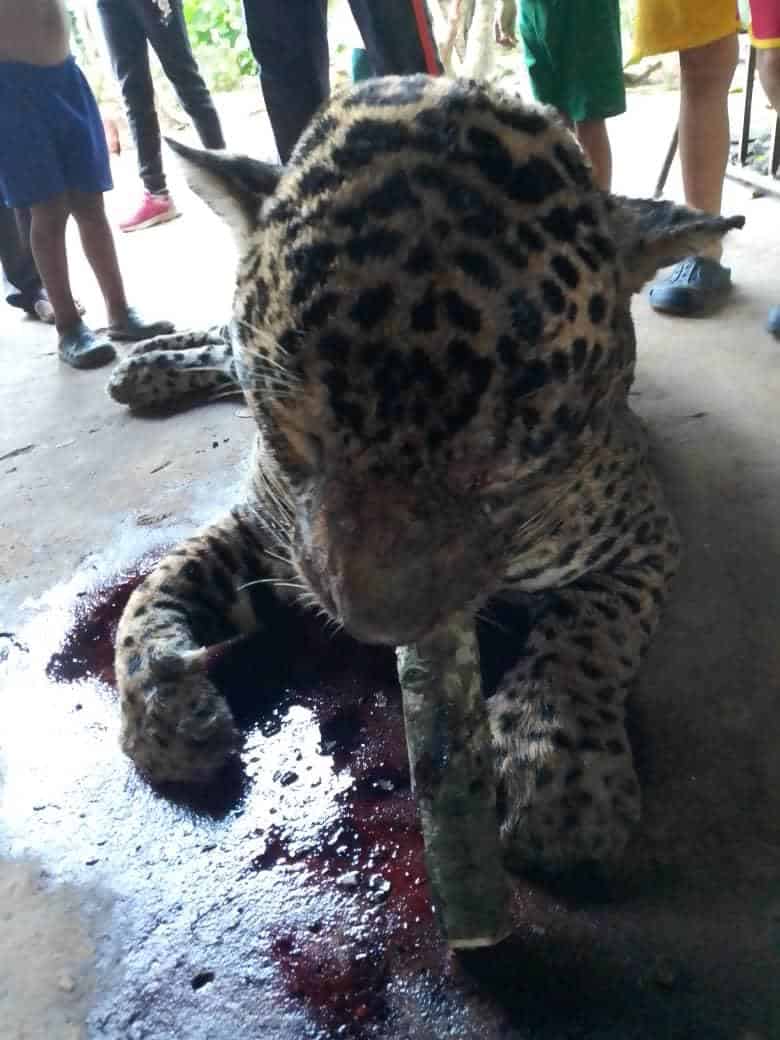 En Bochil, campesinos Tzotziles cazan y asesinan a jaguar que se alimentaba con sus becerros