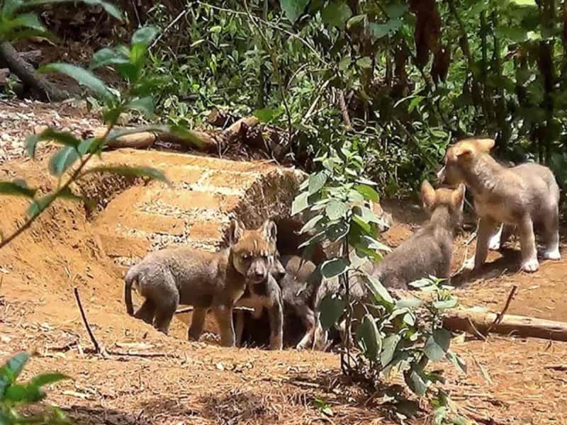 Cuatro hembras y tres machos son la nueva esperanza para el Lobo Mexicano