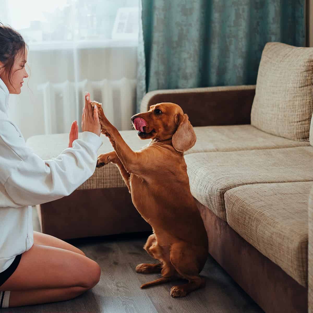 ¿Sabías que pasear a tu perro podría beneficiar tu salud? aquí te contamos cómo