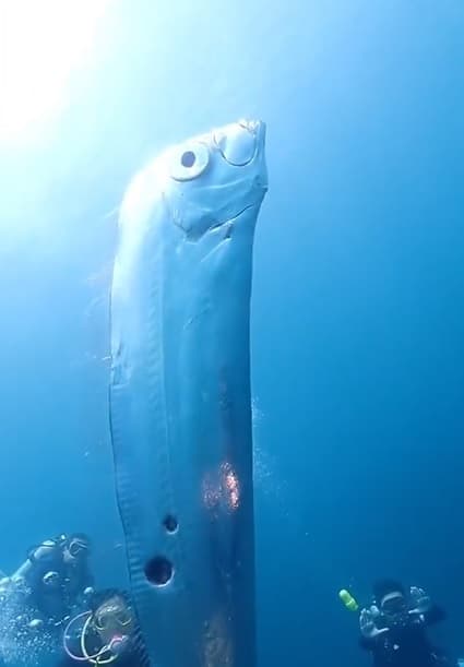 En Taiwan buzos se encuentran con pez remo, un presagio de desastres naturales