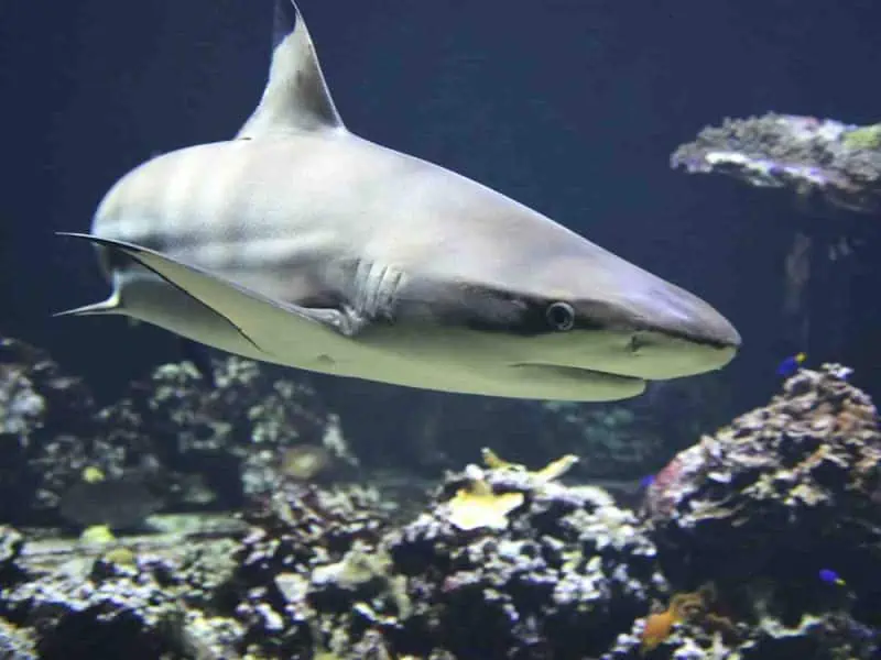 En Panamá, incautan seis toneladas de aletas de tiburón