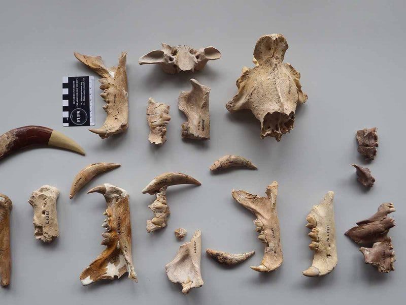 Descubren dos nuevas especies de tigre dientes de sable que vivieron en África hace millones de años