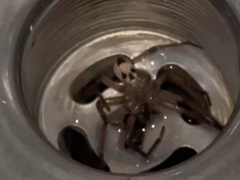 Araña con cara de calavera es encontrada por una mujer, ¡Le advierten peligro!