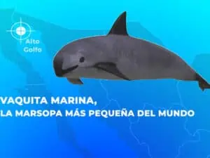 Plan de acción para proteger a vaquita marina es entregado por México