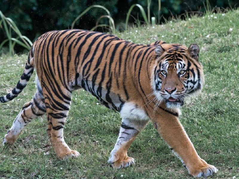 Sigue hospitalizada inspectora de Profepa mordida por tigre