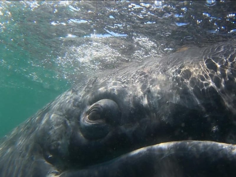 Población de ballena gris sigue reduciendo, estiman 14 mil 500 ejemplares en 2023