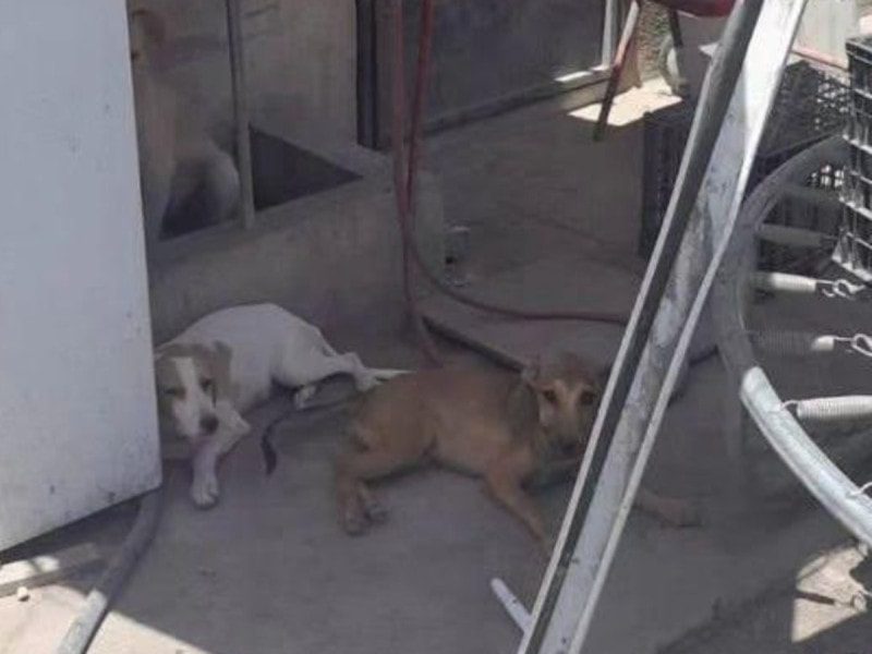 17 perritos que eran maltratados en predio de Nuevo León, fueron rescatados