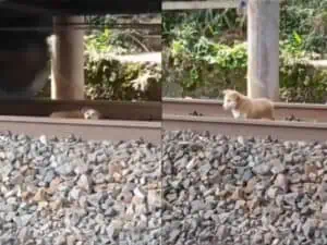 Perrito sobrevive luego de quedarse  dormido y le pasara el tren encima
