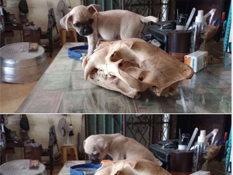 En Facebook ofertan sin temor colmillos, garras, cráneos y pieles de jaguar