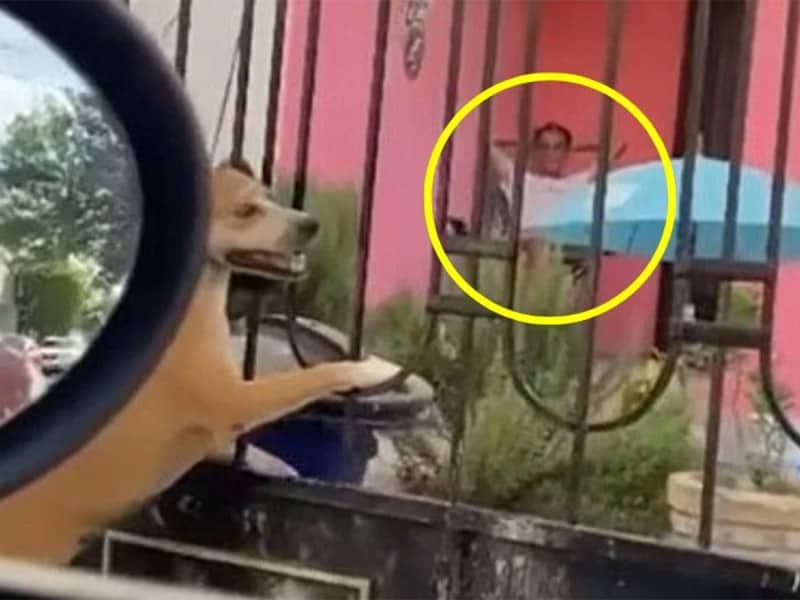 Hombre se sienta a ver morir a una perrita luego de colgarla del cuello