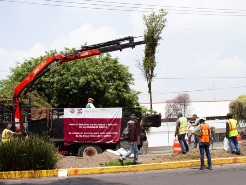 En la avenida Vértiz las palmeras son sustituidas por árboles