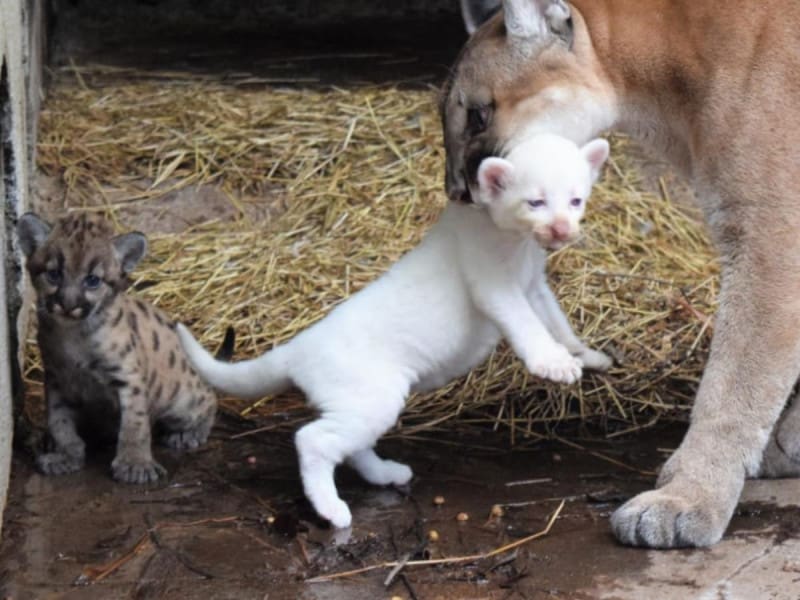 Hermoso puma albino nació en Nicaragua