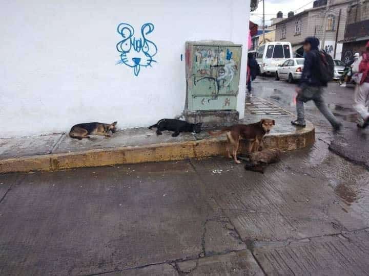 Empleados de pollería envenenan a más de 20 perros en el Estado de México