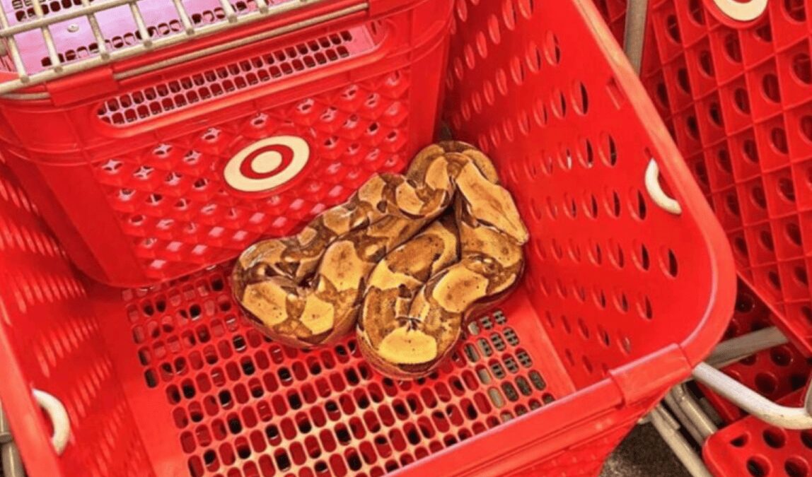 Encuentran una boa en un carrito de compras de un supermercado
