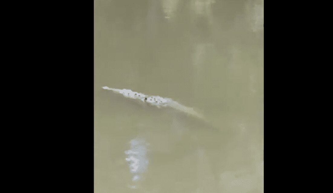 Un cocodrilo ataca y devora a un futbolista de 20 años