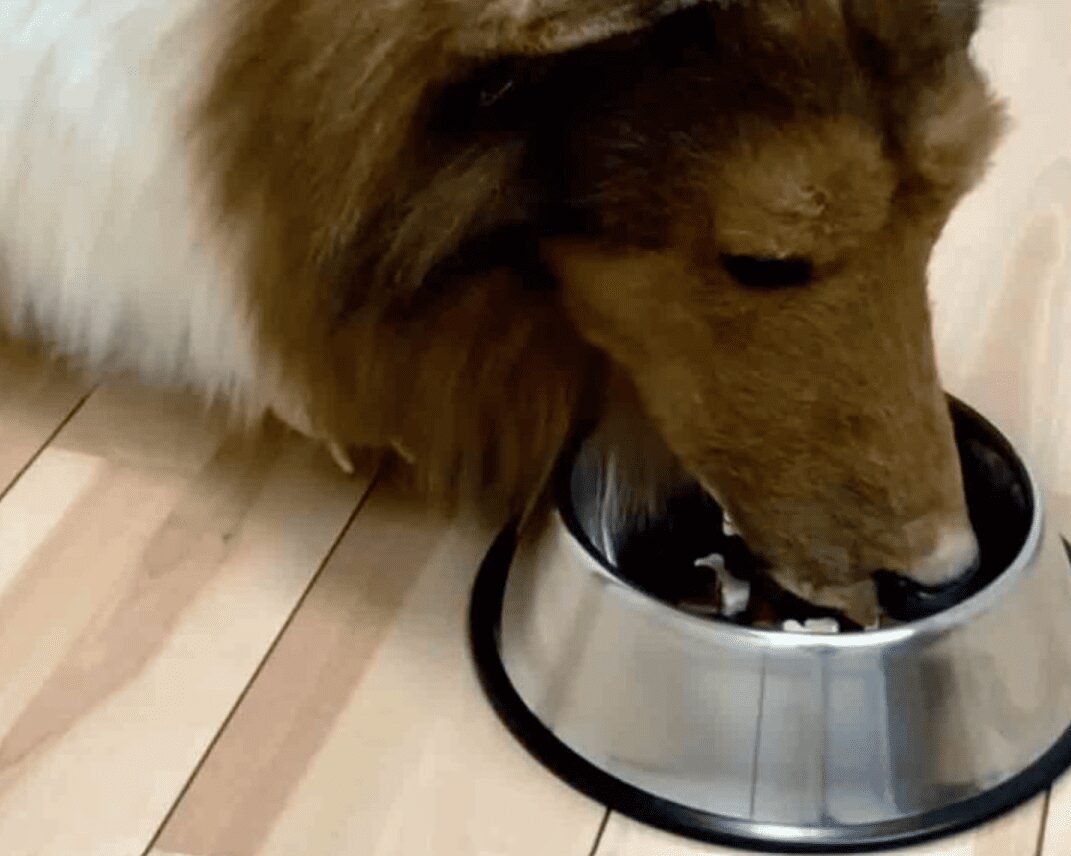 Hombre japonés que se convirtió en perro ahora tiene dieta para perros