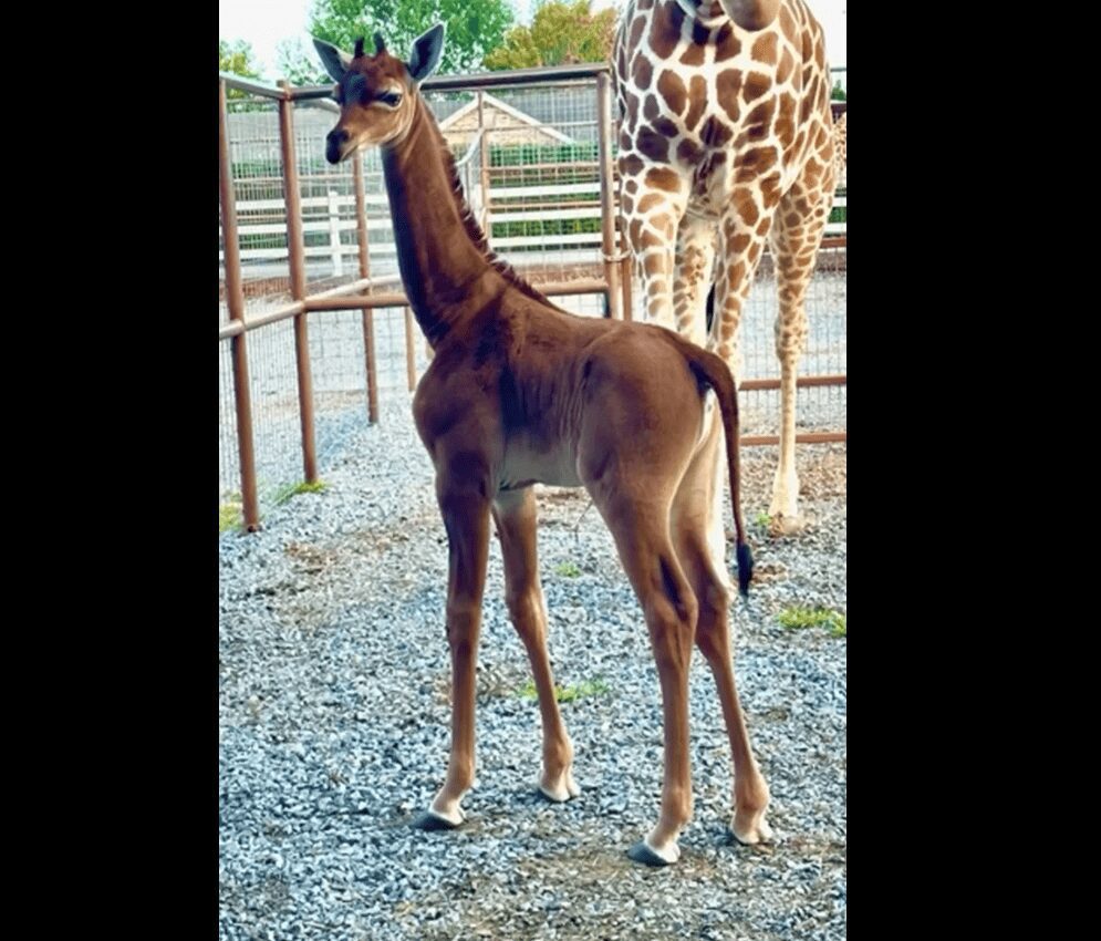Nació en Texas una jirafa sin manchas. ¡Es única en el mundo!