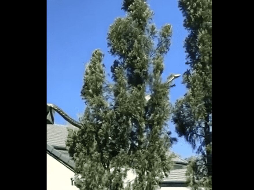 VIDEO: Captan a una enorme serpiente en el techo de una casa en Australia