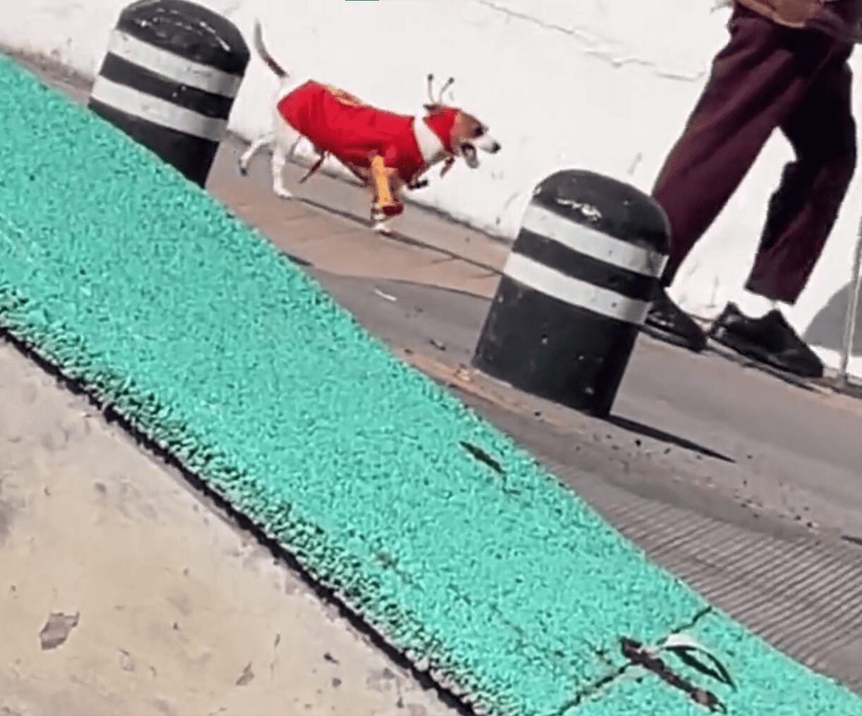 Él es ‘Chesperrito’, el perro pasea con disfraz de ‘El Chapulín Colorado’